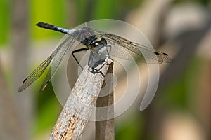 Belted Whiteface Dragonfly - Leucorrhinia proxima