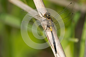 Belted Whiteface Dragonfly - Leucorrhinia proxima