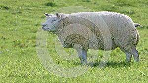 Beltex Sheep eating grass through a gate in field