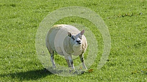 Beltex Sheep eating grass through a gate in field