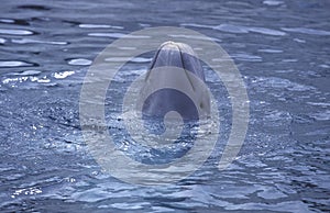 BELUGA delphinapterus leucas