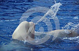 BELUGA delphinapterus leucas