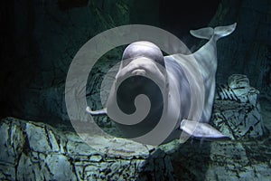 Beluga dolphin underwater looking at you