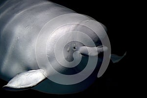 Beluga dolphin underwater looking at you