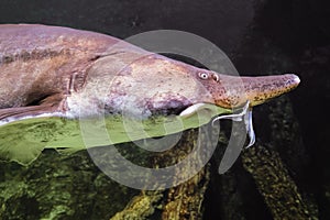 Beluga fish (Huso huso) is a fish of the sturgeon family (Acipenseridae)