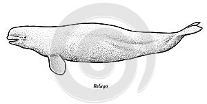 Beluga illustration, drawing, engraving, ink, line art, vector