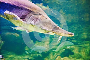 Beluga large aquarium. One of the largest freshwater predators.