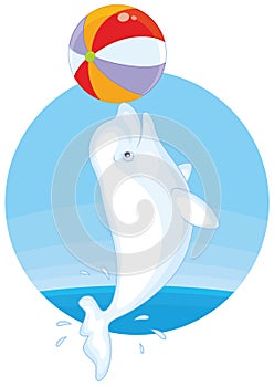 Beluga playing a ball