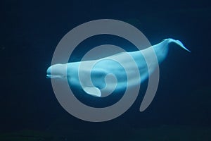 Beluga whale