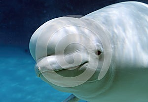 Beluga Whale