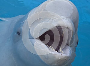 Beluga whale