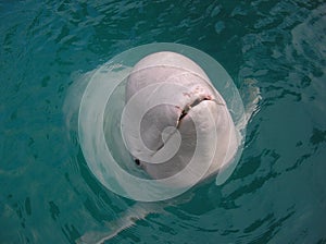 Beluga Whale