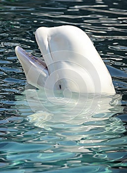 Beluga Whale