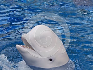 Beluga Whale photo