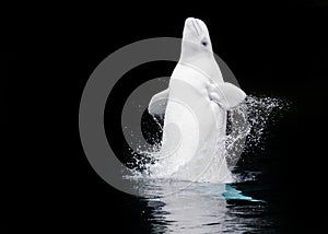 Beluga Whale Breaching