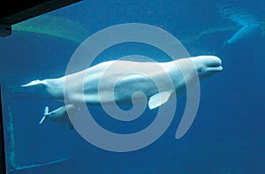 Beluga Whale and Calf