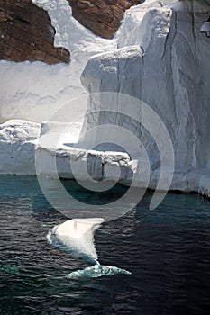 Beluga whale in captivity