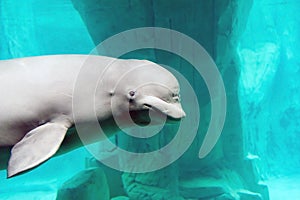 Beluga whale photo