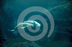 Beluga Whale Courtship