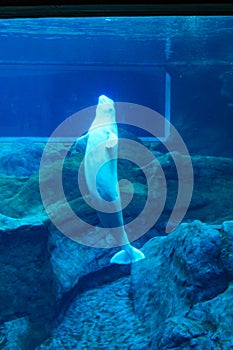 Beluga whale creatures at the georgia aquarium USA with scuba divers in tank