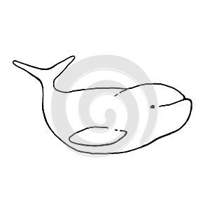 Beluga whale hand drawn black and white vector illustration