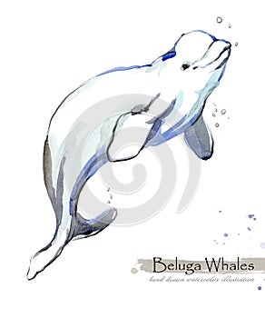 Beluga Whale isolated on white watercolor illustration