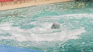 Beluga whale jumping and diving in swimming pool on performance in dolphinarium