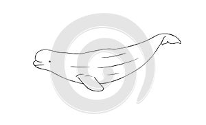 Beluga Whale line vector illustration. Arctic white whale sketch art on white background