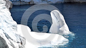 Beluga Whale Near Iceberg