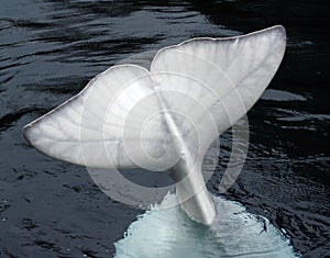 Beluga whale tail