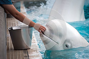 Beluga Whale and Trainer at Marineland Canada photo