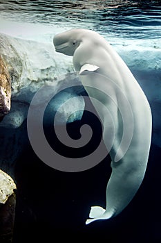 Beluga whale white dolphin portrait