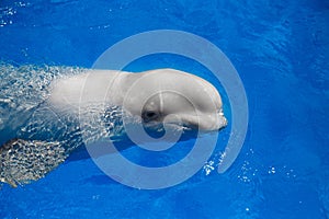 Beluga whale white whale