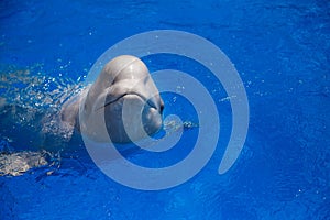 Beluga whale white whale