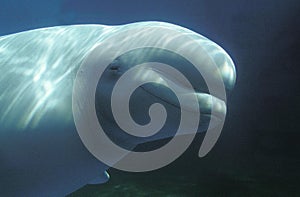 BELUGA WHALE OR WHITE WHALE delphinapterus leucas