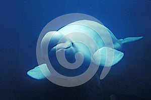 Beluga whale or White Whale, delphinapterus leucas