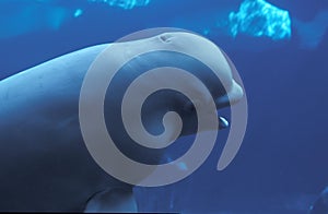 Beluga Whale or White Whale, delphinapterus leucas, Adult, Underwater View
