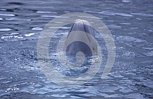 Beluga Whale or White Whale, delphinapterus leucas, Head of Adult emerging from Water