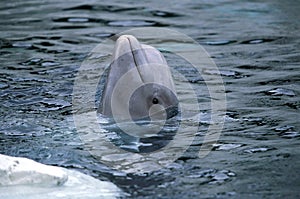 Beluga Whale or White Whale, delphinapterus leucas, Head of Adult emerging from Water