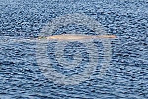 Beluga whale or White whale Delphinapterus leucas swimming on sea surface in winter cold water. Wild sea mammal in natural habit