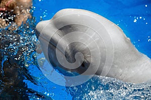 Beluga whale white whale in water