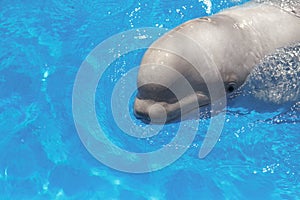 Beluga whale white whale in water
