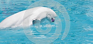 Beluga whale (white whale) in water