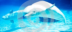 Beluga whales