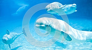 Beluga whales