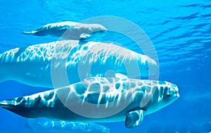 Beluga Whales