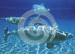 Beluga Whales