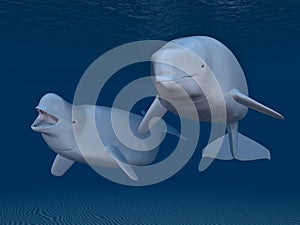 Beluga whales