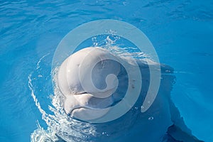 Beluga whales, cute white whale in water, head