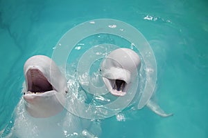 Ballenas (blanco ballena) en el agua 